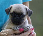 Puppy Joey Pug