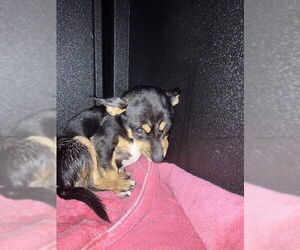 Mutt Dogs for adoption in Long Beach, CA, USA