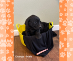 Small Photo #5 Labrador Retriever Puppy For Sale in BROWERVILLE, MN, USA