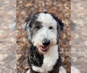 Mother of the Sheepadoodle puppies born on 05/03/2025
