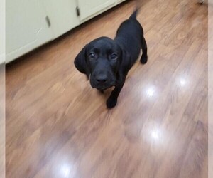 German Shorthaired Lab-Labrador Retriever Mix Puppy for sale in MULLINS, SC, USA