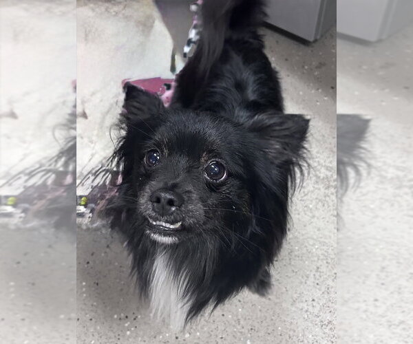 Medium Photo #2 Chion Puppy For Sale in Mundelein, IL, USA