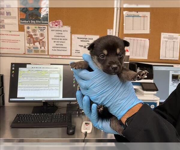 Medium Photo #1 Mutt Puppy For Sale in San Bernardino, CA, USA