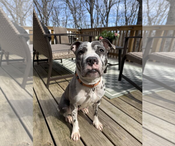 Medium Photo #4 Mutt Puppy For Sale in Rockville, MD, USA