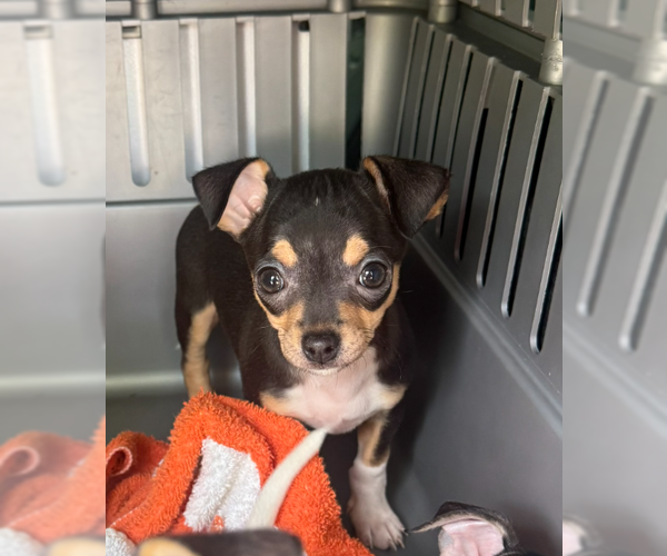 Medium Photo #1 Chihuahua Puppy For Sale in Bolivar, MO, USA