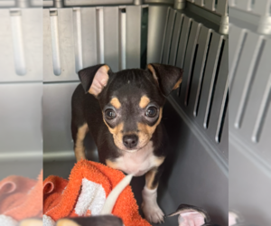 Chihuahua Dogs for adoption in Bolivar, MO, USA