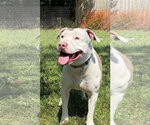 Small American Bulldog