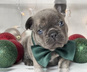 French Bulldog Puppy for Sale in FLEMING ISLAND, Florida USA