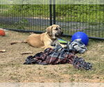 Small #1 Anatolian Shepherd-Rhodesian Ridgeback Mix