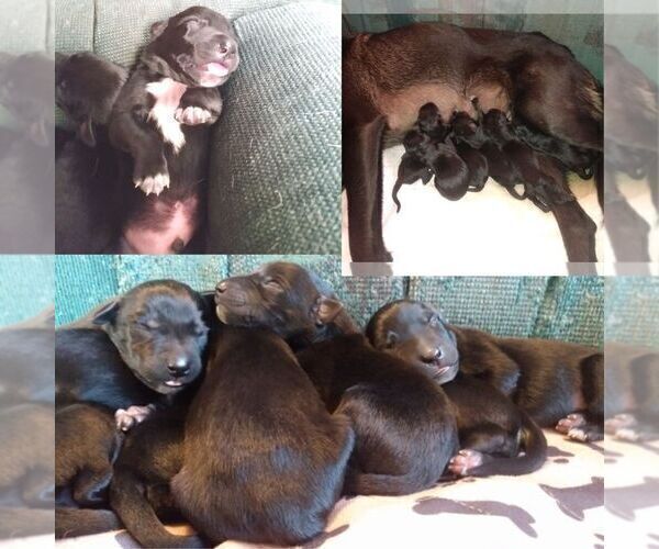 Medium Photo #3 Belgian Malinois-German Shorthaired Pointer Mix Puppy For Sale in SALINAS, CA, USA