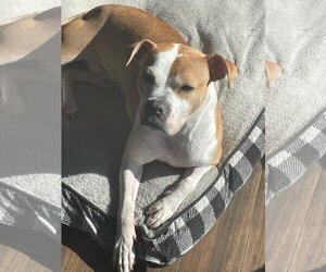 Tazzie - Female Boxer-Unknown Mix Dog for Adoption - Photo #21