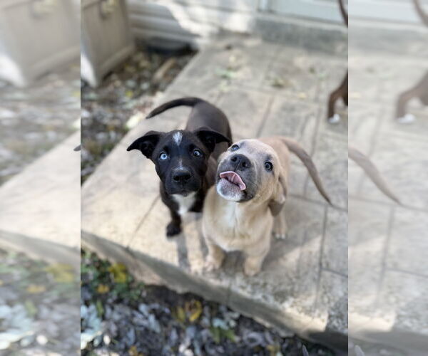 Medium Photo #2 Siberian Husky-Unknown Mix Puppy For Sale in Fenton, MO, USA