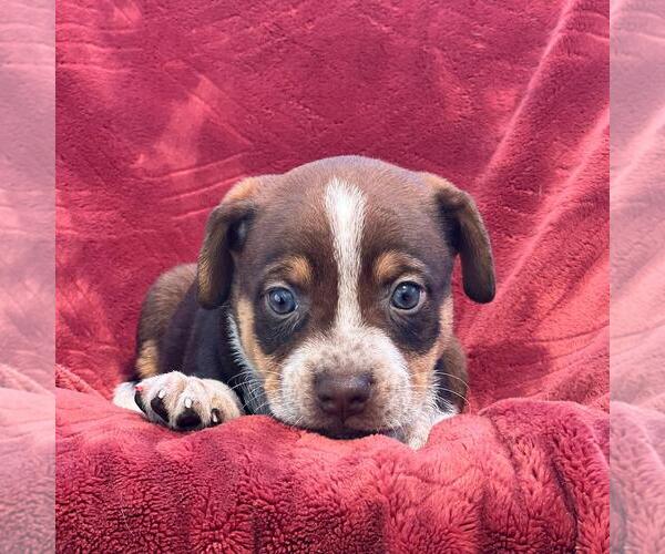 Medium Photo #4 Raggle Puppy For Sale in San Diego, CA, USA