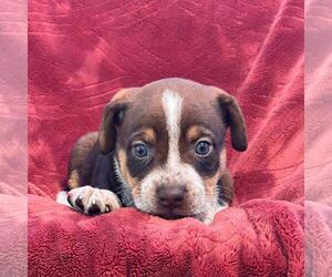 Phoenix Pup - Maricopa - Female Raggle Dog for Adoption - Photo #4