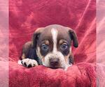 Small Photo #4 Raggle Puppy For Sale in San Diego, CA, USA