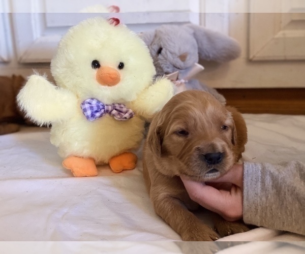Medium Photo #2 Golden Retriever Puppy For Sale in TULSA, OK, USA