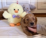 Small Photo #2 Golden Retriever Puppy For Sale in TULSA, OK, USA