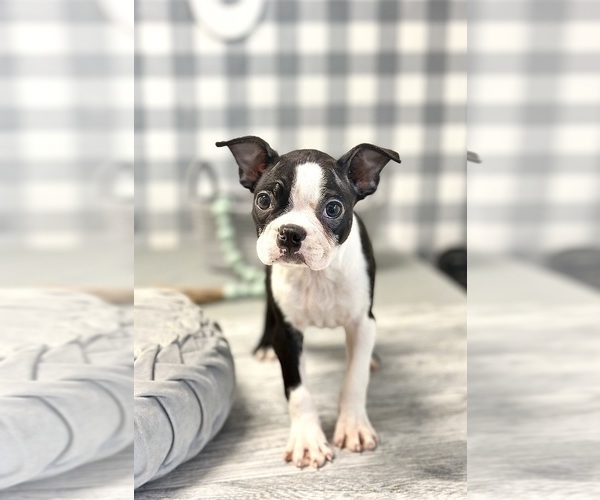 Medium Photo #5 Boston Terrier Puppy For Sale in MARIETTA, GA, USA