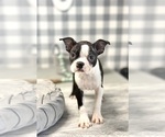 Small Photo #5 Boston Terrier Puppy For Sale in MARIETTA, GA, USA
