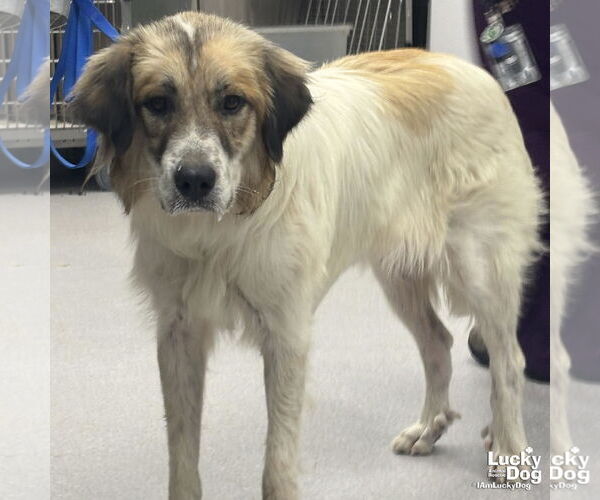 Medium Photo #2 Great Pyrenees-Unknown Mix Puppy For Sale in Washington, DC, USA