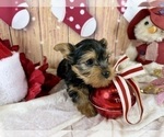 Small #3 Yorkshire Terrier