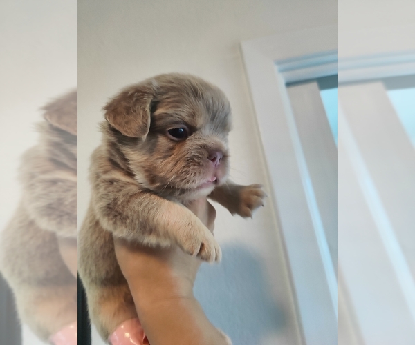 Medium Photo #41 French Bulldog Puppy For Sale in HIGHLAND VILL, TX, USA