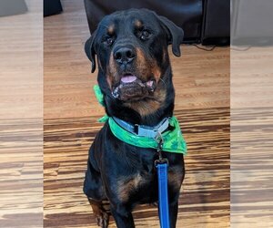 Rottweiler Dogs for adoption in Hillsboro, NH, USA