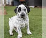 Small #2 Dalmatian-Labrador Retriever Mix