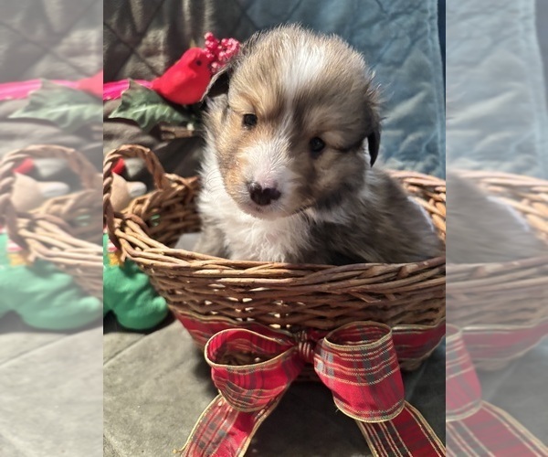 Medium Photo #1 Shetland Sheepdog Puppy For Sale in LOCUST GROVE, GA, USA