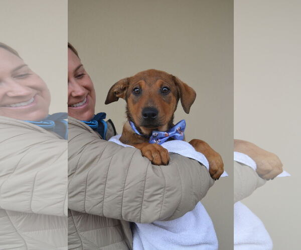 Medium Photo #2 Mutt Puppy For Sale in McKinney, TX, USA