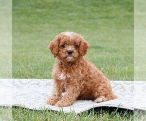 Cavapoo Puppy for sale in NARVON, PA, USA