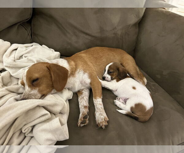 Medium Photo #1 Doxle Puppy For Sale in Holly Springs, NC, USA