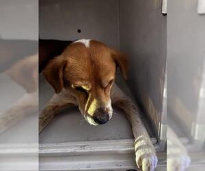 Beagle-Unknown Mix Dogs for adoption in Houston, TX, USA