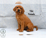 Puppy Tiki Labrador Retriever