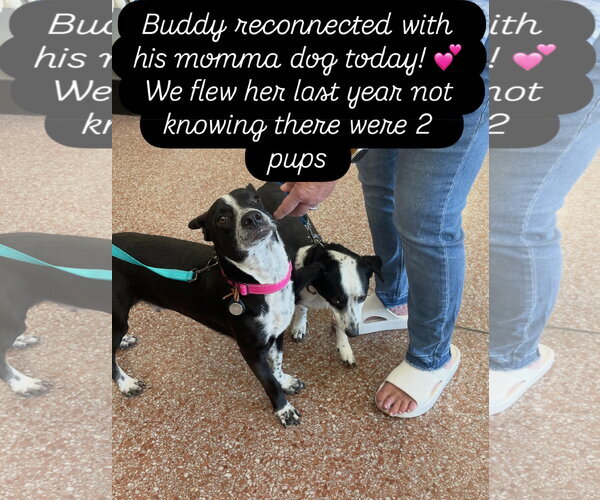 Medium Photo #11 Boxerhuahua Puppy For Sale in Virginia Beach, VA, USA