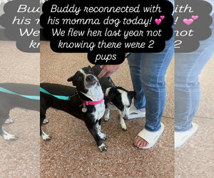 Buddy/Yamil - Male Boxerhuahua Dog for Adoption - Photo #11