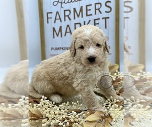 Goldendoodle Puppy for sale in MARYVILLE, MO, USA