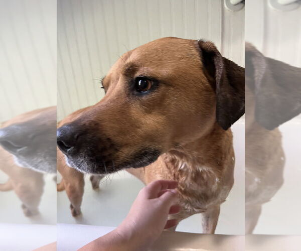 Medium Photo #3 Black Mouth Cur-Boxer Mix Puppy For Sale in Springdale, PA, USA