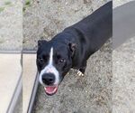 Small #15 Border Collie Mix