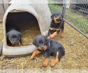 Rottweiler Puppy for sale in DELPHI, IN, USA