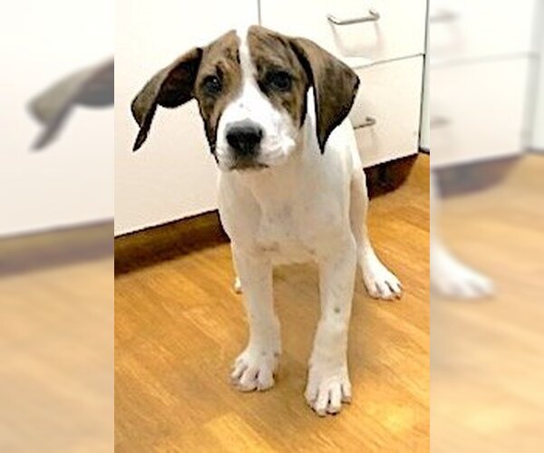 Medium Photo #4 Basset Hound-Unknown Mix Puppy For Sale in Mount Airy, NC, USA