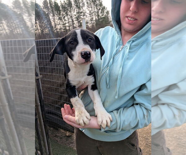 Medium Photo #1 Boxer-Unknown Mix Puppy For Sale in garner, NC, USA