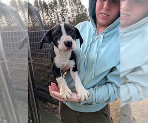 Boxer-Unknown Mix Dogs for adoption in garner, NC, USA