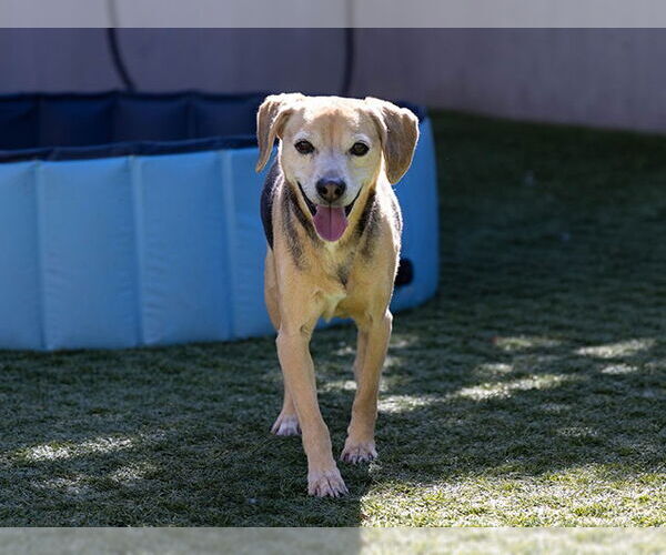 Medium Photo #1 Beagle Puppy For Sale in Pasadena, CA, USA