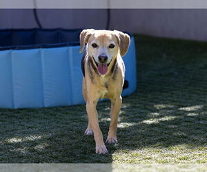 Beagle Dogs for adoption in Pasadena, CA, USA