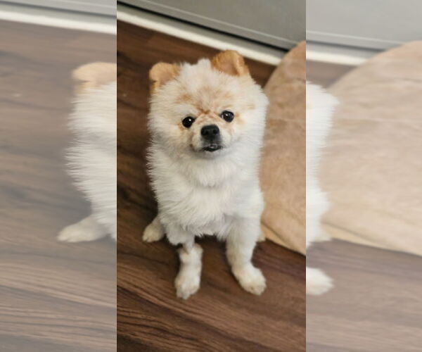 Medium Photo #2 Pomeranian Puppy For Sale in Lebanon, PA, USA