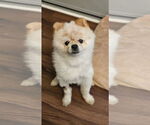 Small #1 Pomeranian