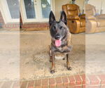 Small #3 Mutt