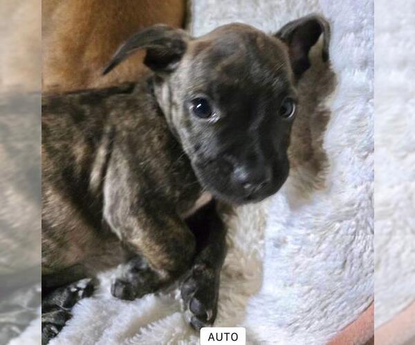 Medium Photo #3 French Bull Weiner Puppy For Sale in Los Angeles, CA, USA