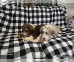 Small #17 Aussiedoodle
